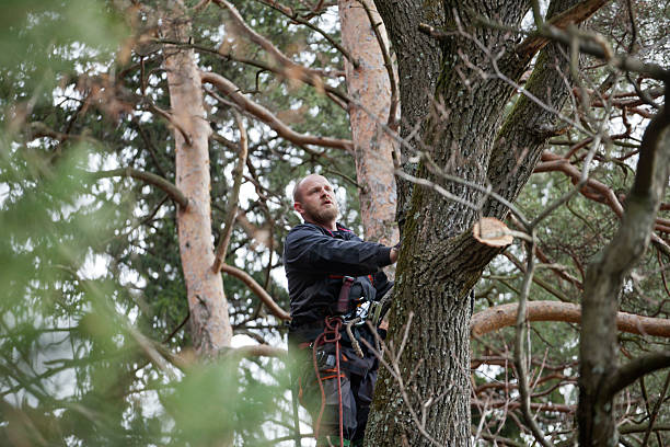 Tree and Shrub Care in Celebration, FL