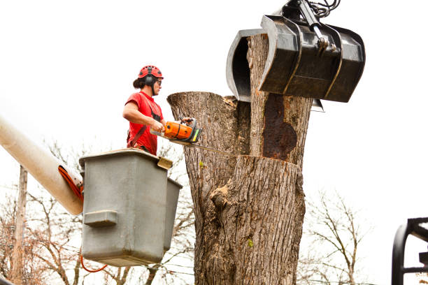 Professional Tree Services in Celebration, FL